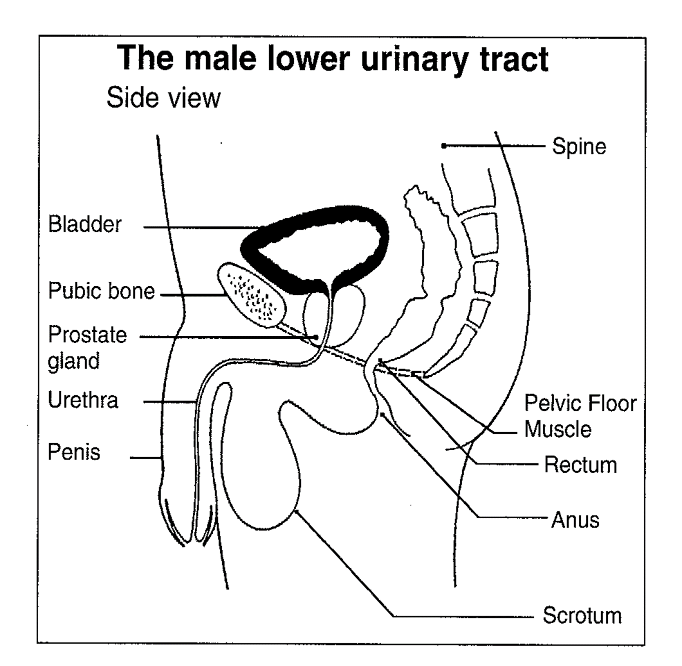 male-lower-urinary-tract